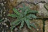 3 Capillaire Asplenium trichomanes.JPG