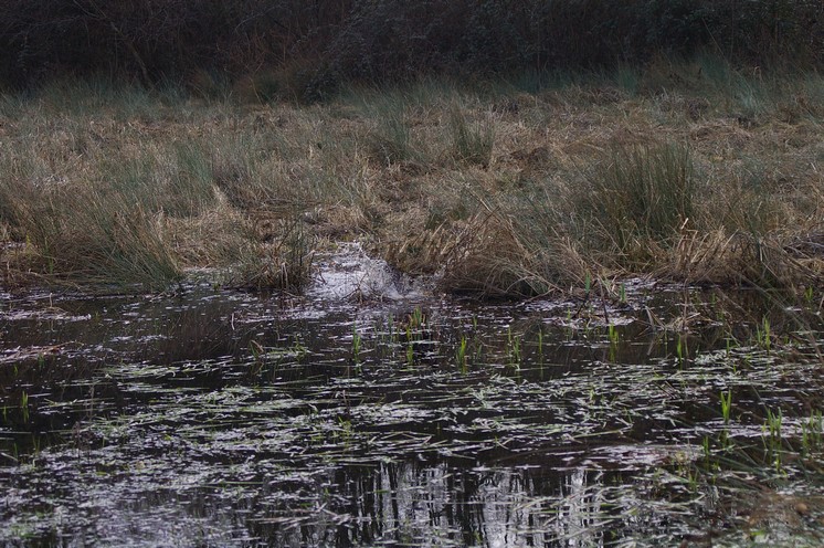 Les marais du Sauzeau